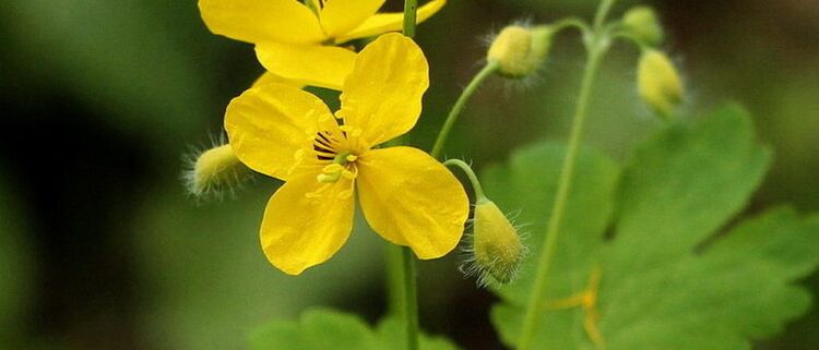 Celandin je rastlina, ki lahko pomaga odstraniti papilome